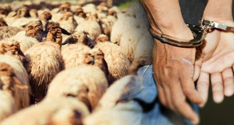 بنزرت : تفكيك شبكة مختصة في سرقة المواشي