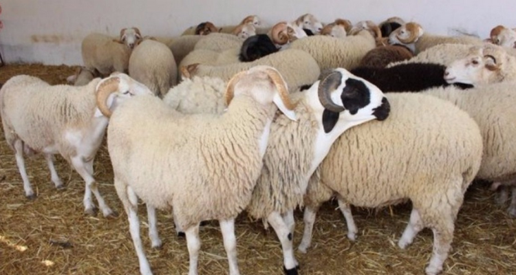 وزيرة التجارة: شركة اللحوم غير قادرة على استيراد الاغنام