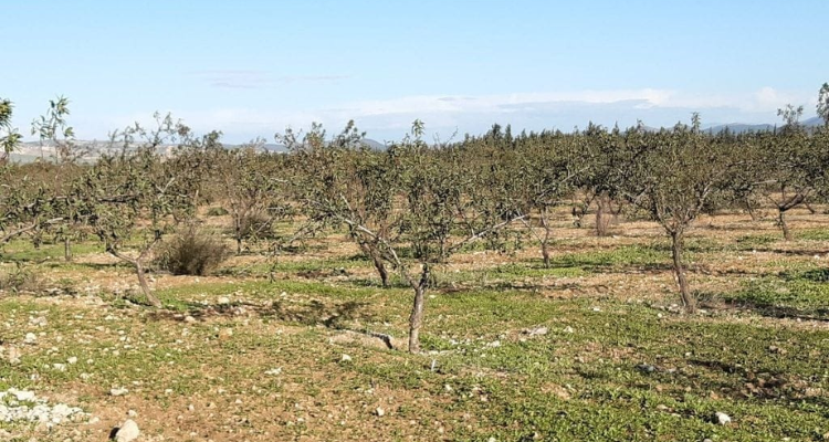 سليانة: تنفيذ 6 قرارات إخلاء واسترجاع 242 هكتارا