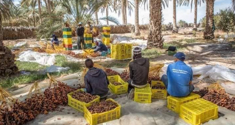 توزر: جلسة عمل بمقر الولاية لمتابعة موسم التمور 2024-2025