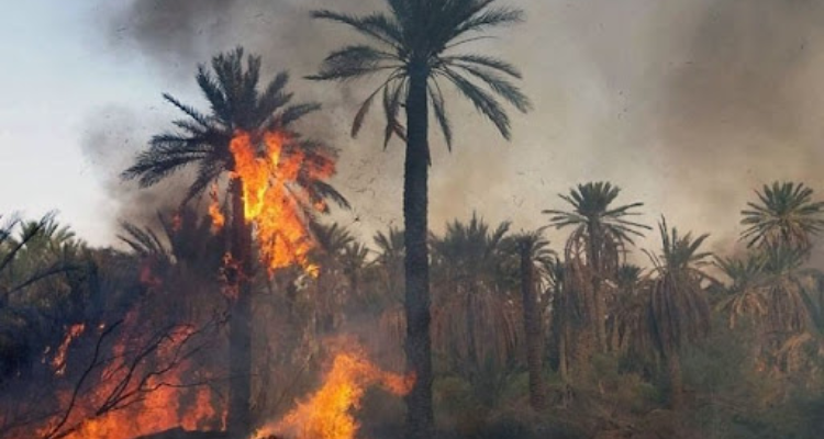 السيطرة على حريق بواحة توزر القديمة تسبب في اتلاف 600 من أصول النخيل