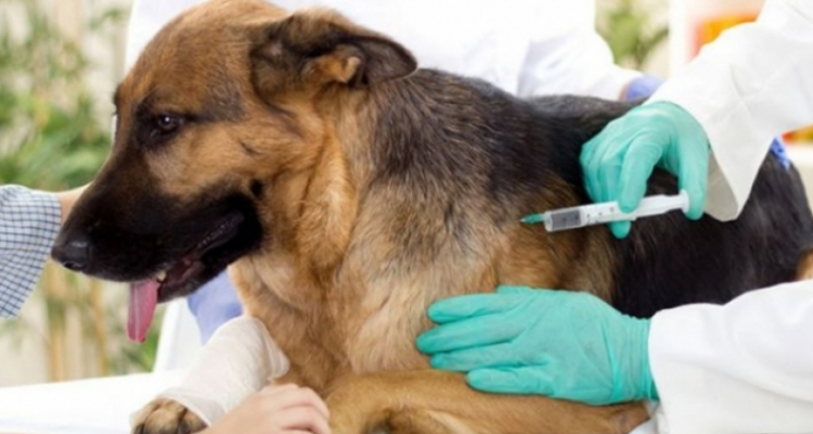 عميد البياطرة: تسجيل تسع وفيات جرّاء داء الكلب يعتبر مؤشرا ''مقلقا''