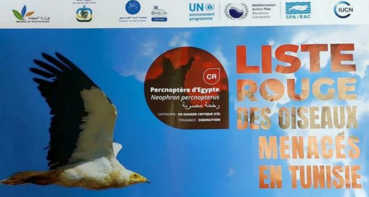 أربعة أصناف من الطيور في تونس مهددة بالانقراض ومدرجة ضمن القائمة الحمراء