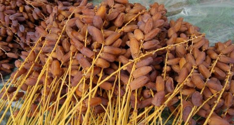 قبلي: صابة التمور تقدّر بـ250 ألف طن هذا الموسم