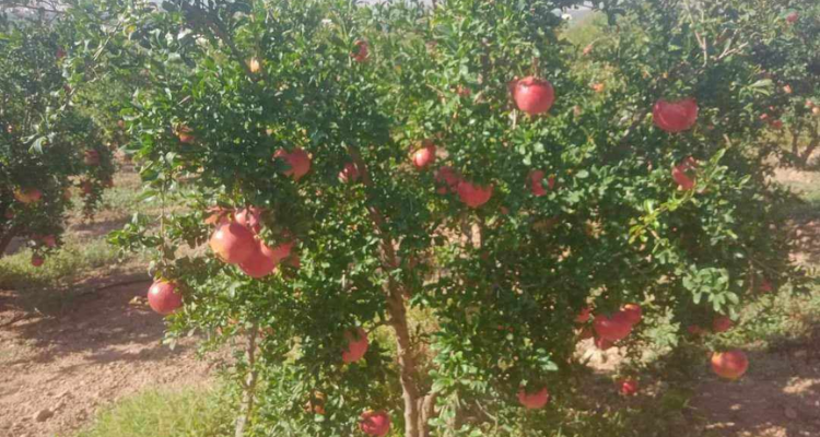 رمان تستور: انتاج وفير وإقبال كبير من السوق الليبية 