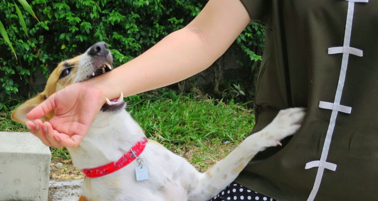 قبلي: حملة تحسيسية للتوقي من داء الكلب موجهة لفائدة تلاميذ المدارس الابتدائية 