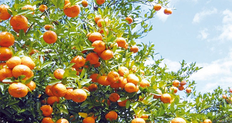 توقعات بتراجع إنتاج القوارص بنابل