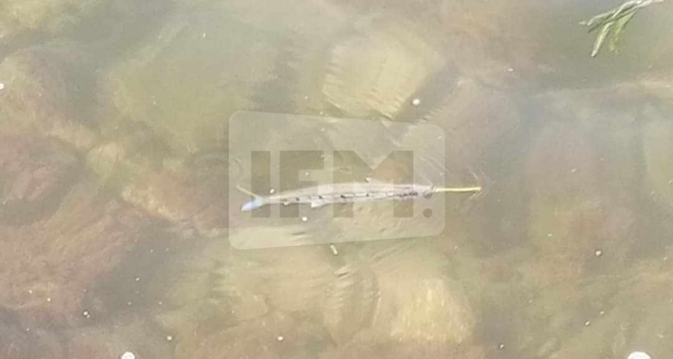 ظاهرة نفوق الاسماك في بحيرة بنزرت تطفو من جديد