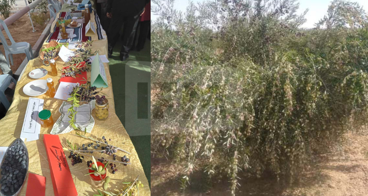 تطاوين: يوم اعلامي حول" شجرة الزيتون وانواع الزيوت من الدراسة الى الجني"