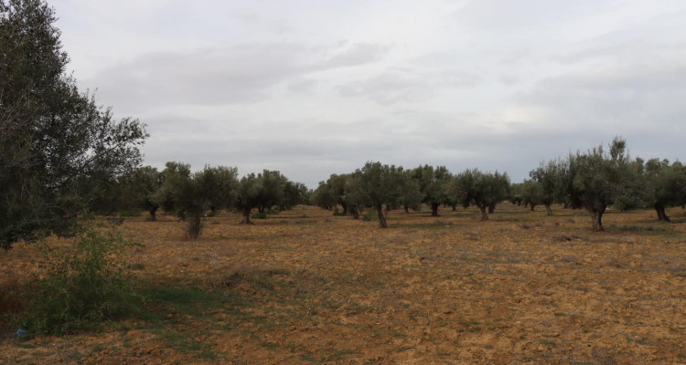 بن عروس: استرجاع عقار دولي ذو صبغة فلاحية بالمروج 6