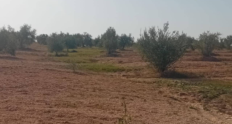 سليانة: إسترجاع  4 عقارات  دولية فلاحية بمعتمدية العروسة