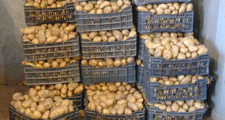 بنزرت : حجز كميات من البطاطا تُباع بأسعار مرتفعة