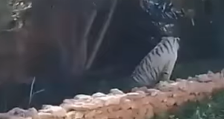 صفاقس: هروب نمر ''أليف'' من صاحبه والأمن يتدخّل