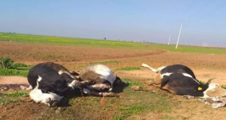 القيروان: نفوق 4 أبقار بعد إصابتهم بمرض الجلد العقدي