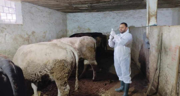 القيروان: انطلاق عملية تلقيح الأبقار ضد مرض الجلد العقدي