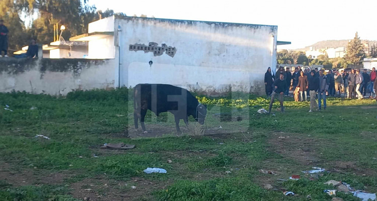 باجة: فرار عجل هائج داخل سوق الدواب تسبب في اصابة احد الحاضرين