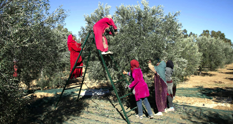 باجة: المركب الفلاحي بتيبار يعتزم انتداب 100 عامل موسمي لجني الزيتون