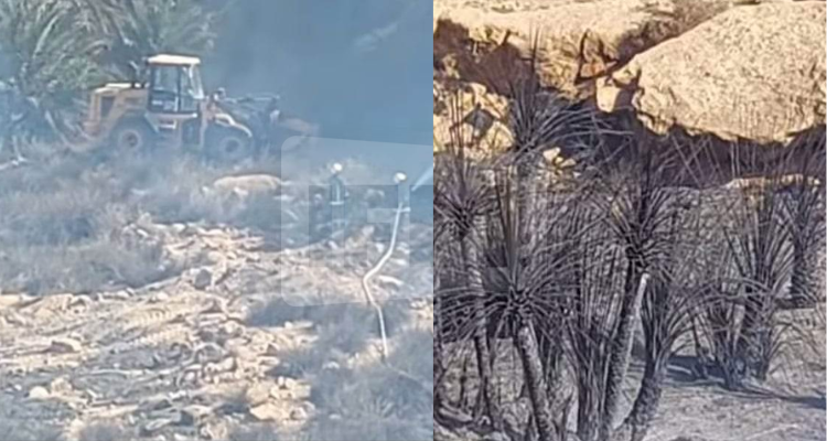 غمراسن: السيطرة على حريق نشب في واحة نخيل