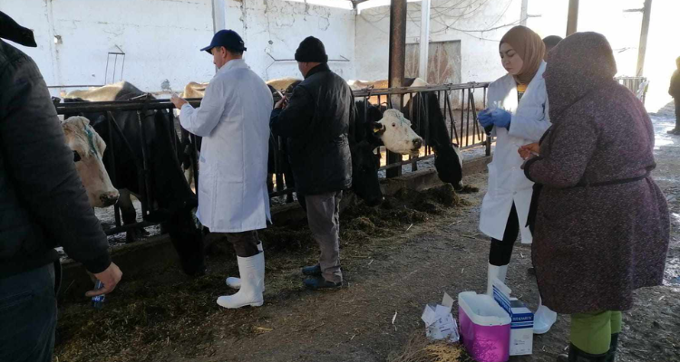 انطلاق حملة التلقيح ضدّ مرض الجلد العقدي المعدي لدى الابقار