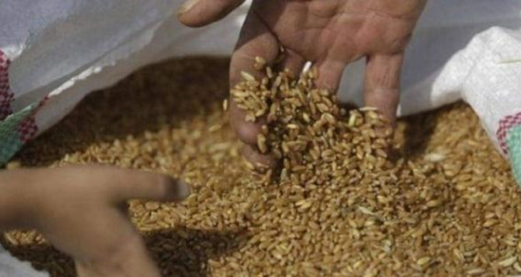 جندوبة: تمكين مزارعي الحبوب من كميات البذور الراغبين في اقتنائها