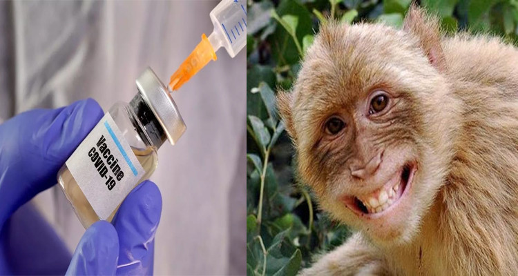 Les Etats-Unis commencent la vaccination des animaux