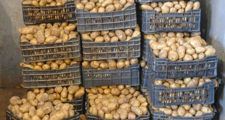 Kalâa Kobra : Saisie de 130 tonnes de pommes de terre