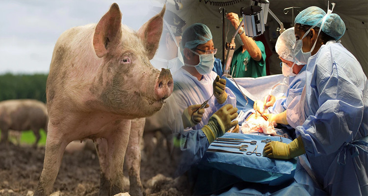 Première transplantation d’un rein de cochon sur un humain