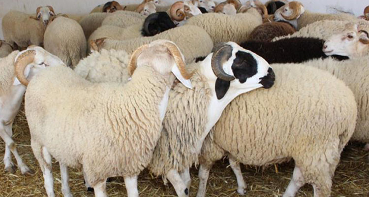 Demain : début de la vente de moutons au siège de la société Ellouhoum