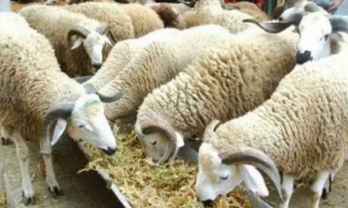 L'Aïd El Kébir prévu pour le 11 août