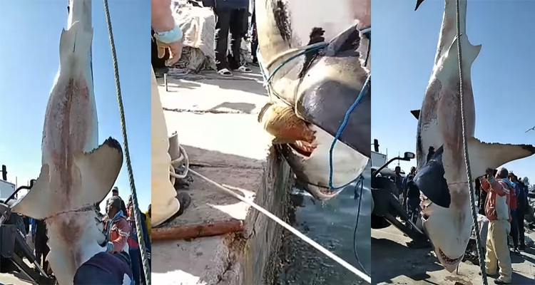 حقيقة اصطياد سمكة قرش عملاقة في جربة