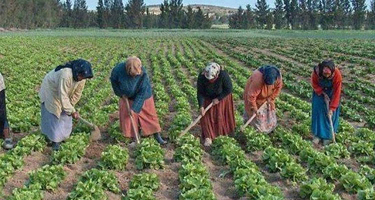 جبنيانة: تأسيس أول نقابة أساسية للعاملات الفلاحيات