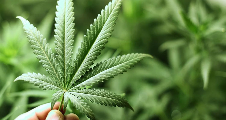 الخميس المقبل: تكوين اللجنة العلمية من أجل تقنين القنب الطبي والصناعي