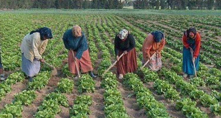 سليانة: تأسيس نقابة للنساء العاملات بالقطاع الفلاحي