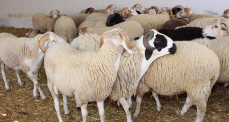 عضو نقابة الفلاحين: أسعار أضاحي العيد ستتراوح بين 400 و1000 دينار