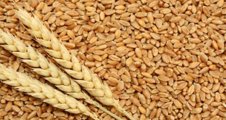 وزارة الفلاحة تكثف تدريب المتدخلين في منظومة تجميع الحبوب