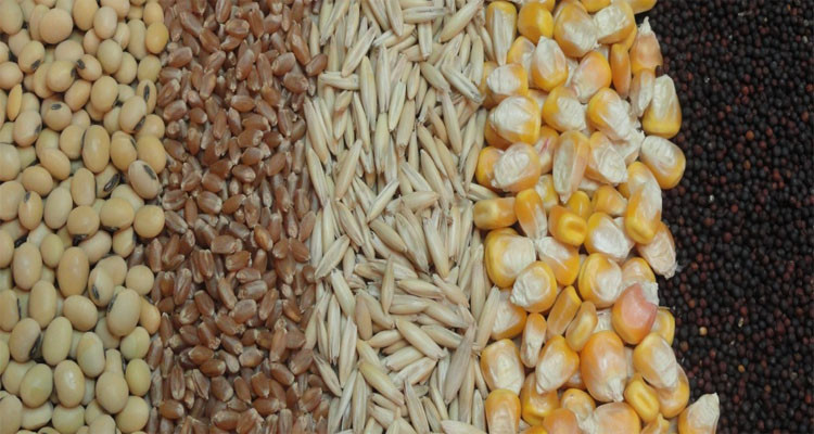 غرفة مصنعي الأعلاف تحذر من تقلص المواد العلفية