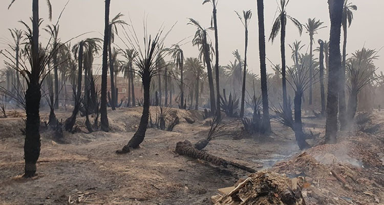 قابس: خسائر مادية كبيرة في حريق واحة الدبدابة بالحامة
