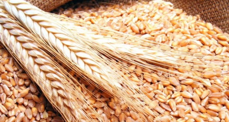 سليانة: تجميع 186 ألف و772 قنطارا من الحبوب منذ إنطلاق موسم الحصاد