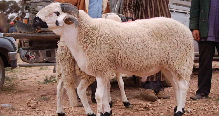 المصالح البيطرية تشدّد على ضرورة تطبيق قواعد حفظ الصحة خلال عيد الأضحى