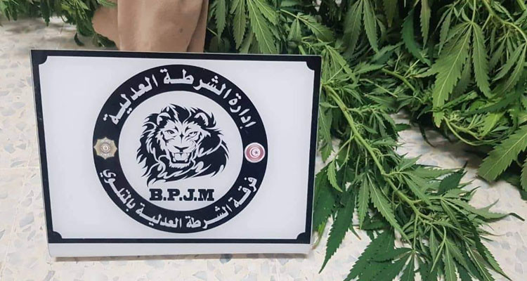 المتلوي: الإطاحة بشقيقين زرعا نبتة القنب الهندي في حديقة منزلهما