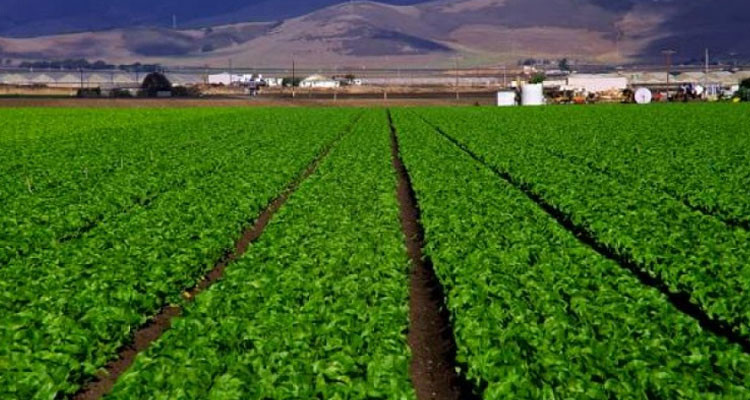 منير العبيدي: فقدان مادة  DAPسيؤدي إلى تسجيل نقص في المردودية بنسبة 60 %