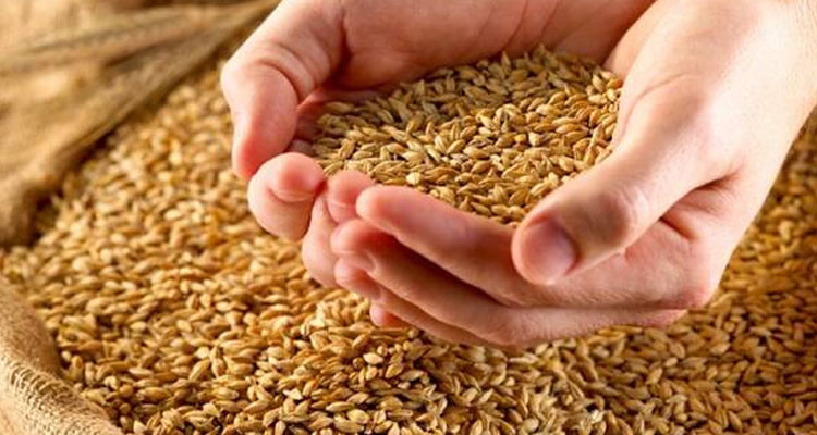 ديوان الحبوب: كميات الحبوب المجمّعة بلغت 7،5 مليون قنطار