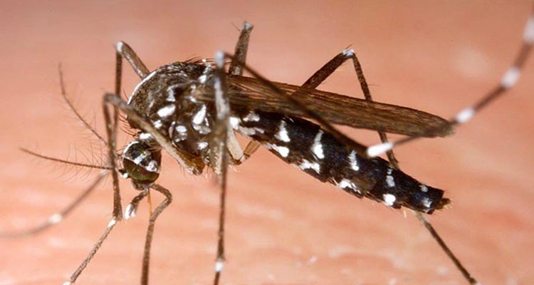 المنزه الخامس: بعوضة ''النمر'' تثير الذعر وتصيب أحد المواطنين بأمراض غريبة