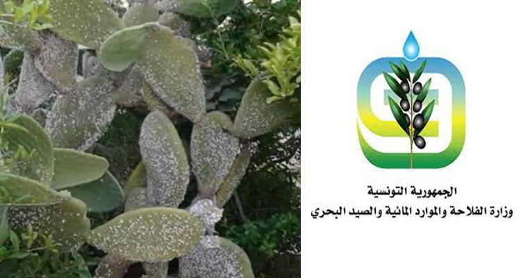 وزارة الفلاحة تؤكد تواصل عمليّات مكافحة الآفات الضارة بغراسات التين الشوكي