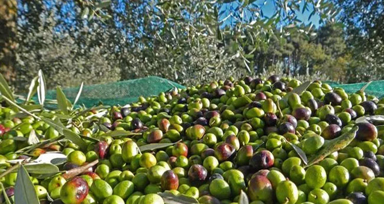 مدنين: افتتاح موسم جني الزيتون بداية شهر نوفمبر المقبل