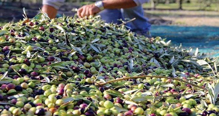 باجة: زيادة متوقعة بـ66 بالمائة في إنتاج الزيتون