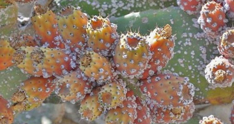 سوسة: رصد بؤرة إصابة بالحشرة القرمزية في غراسات التين الشوكي