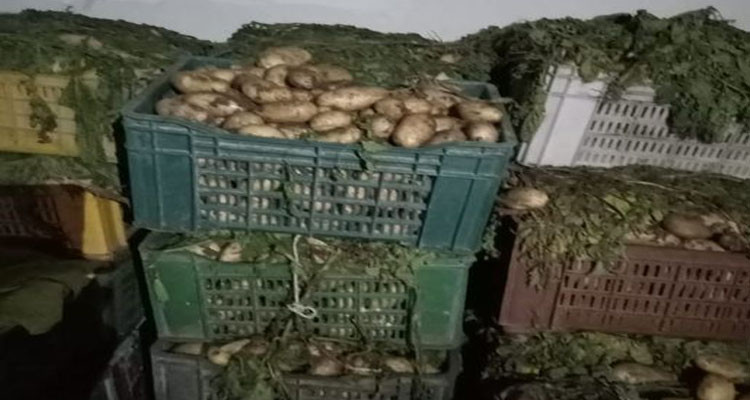 نابل: حجز 3 أطنان من مادة البطاطا بمستودع غير مصرح به