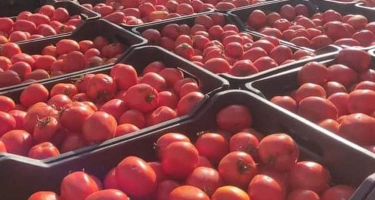 القصرين: حجز 2،5 طن من الطماطم الطازجة