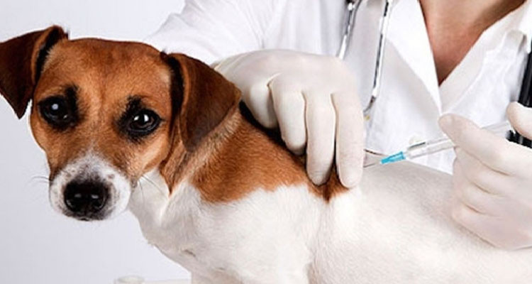 تونس تتوّج بالجائزة الأولى عالميا في مجال التلقيح ضد داء الكلب